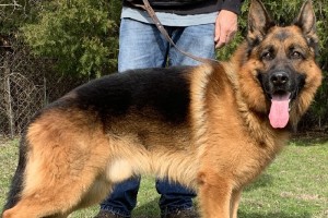 V Walker vom Hauswalder Bach IPO3 KKL - Retired German Shepherd