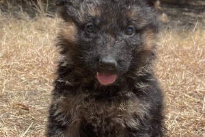 Waylon vom Nevadahaus - Previous Puppy Litters