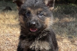 Wyatt vom Nevadahaus - Previous Puppy Litters