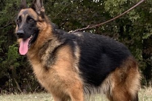 Xara vom Nevadahaus - Retired German Shepherd