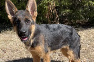 Xorrie vom Nevadahaus - Previous Puppy Litters