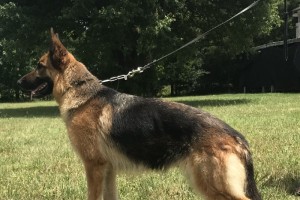Yoyo vom Nevadahaus - Retired German Shepherd