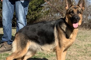 Zelda vom Nevadahaus - Retired German Shepherd