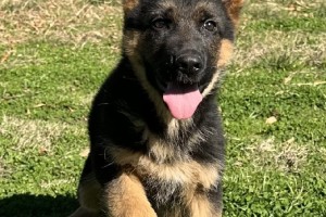 Zeppo vom Lausitzer Seenland - Previous Puppy Litters