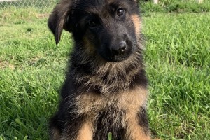 Zule vom Nevadahaus **Breeder's Choice** **Sold** - Previous Puppy Litters