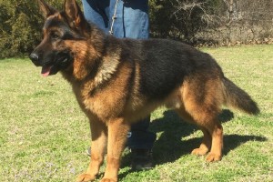 SG1 Caedon vom Nevadahaus - Retired German Shepherd