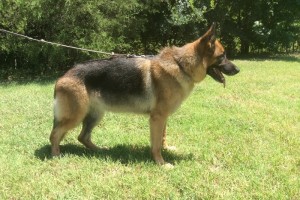 V Natalie vom Nevadahaus SCHH1 KKL1 (Retired) - Retired German Shepherd