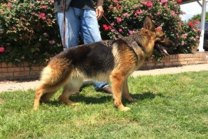 Nina vom Nevadahaus - Previous Puppy Litters