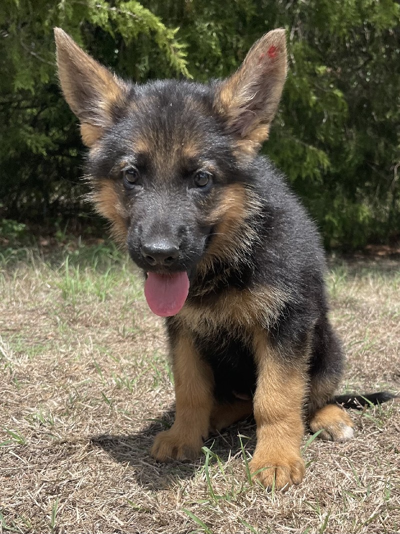 Xalla vom Nevadahaus | Nevada Haus German Shepherd Puppies