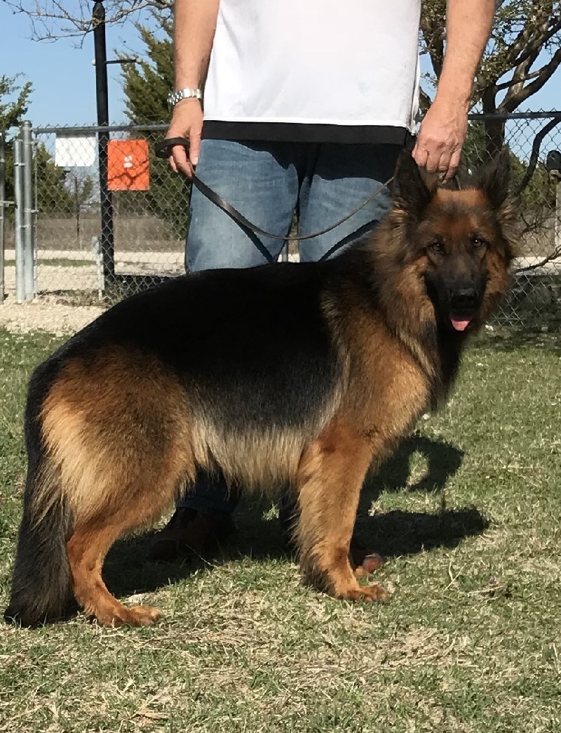 Miracle vom Nevadahaus | German Shepherd Breeding Females | Nevada Haus