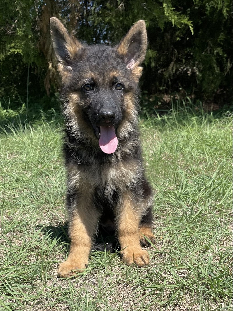 Willie vom Nevadahaus | Nevada Haus German Shepherd Puppies