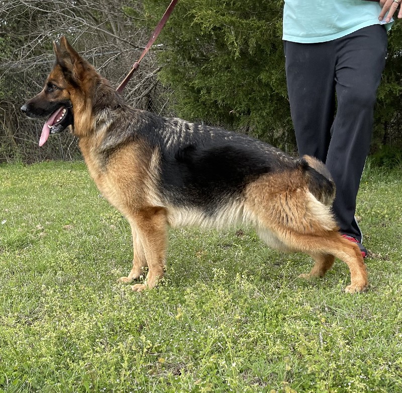 Harmony vom Nevadahaus | German Shepherd Breeding Females | Nevada Haus