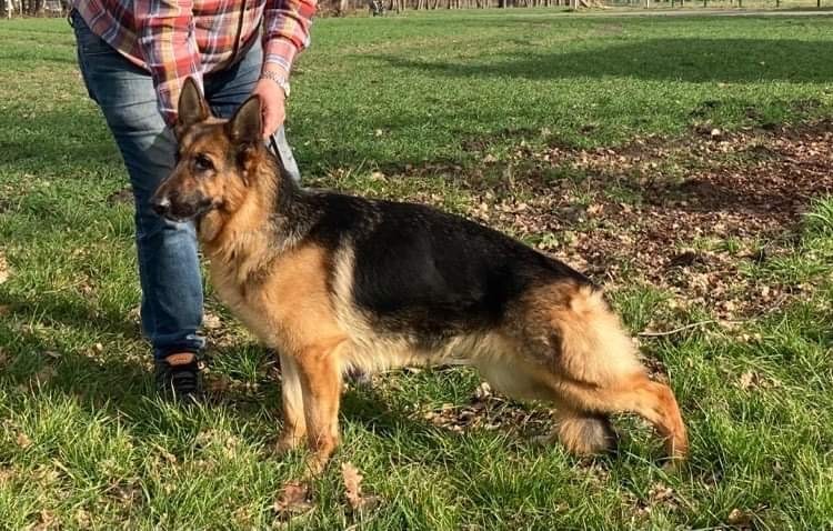 Abby vom Team Radsiekbeek | German Shepherd Breeding Females