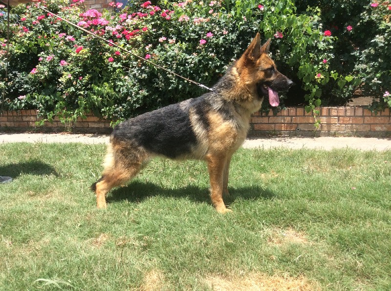 Anci vom Nevadahaus | German Shepherd Breeding Females | Nevadahaus