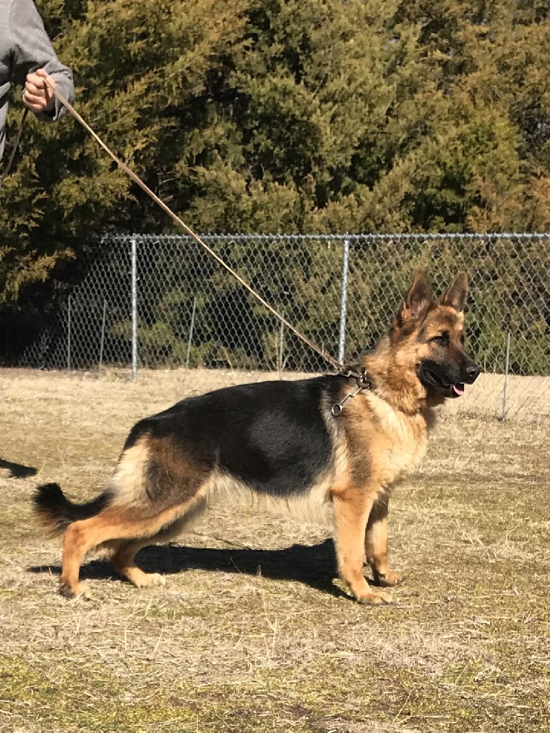 Brie vom Nevadahaus | German Shepherd Breeding Females | Nevada Haus