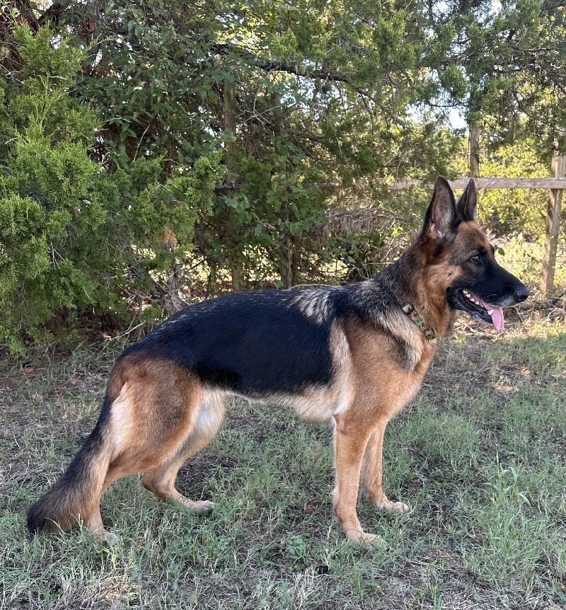 Brienne vom Nevadahaus | Nevada Haus German Shepherd Puppies