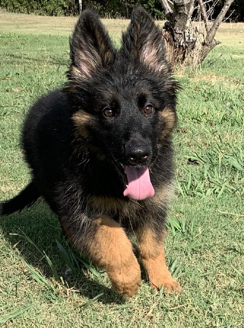 Cassie vom Nevadahaus | Nevada Haus German Shepherd Puppy for Sale