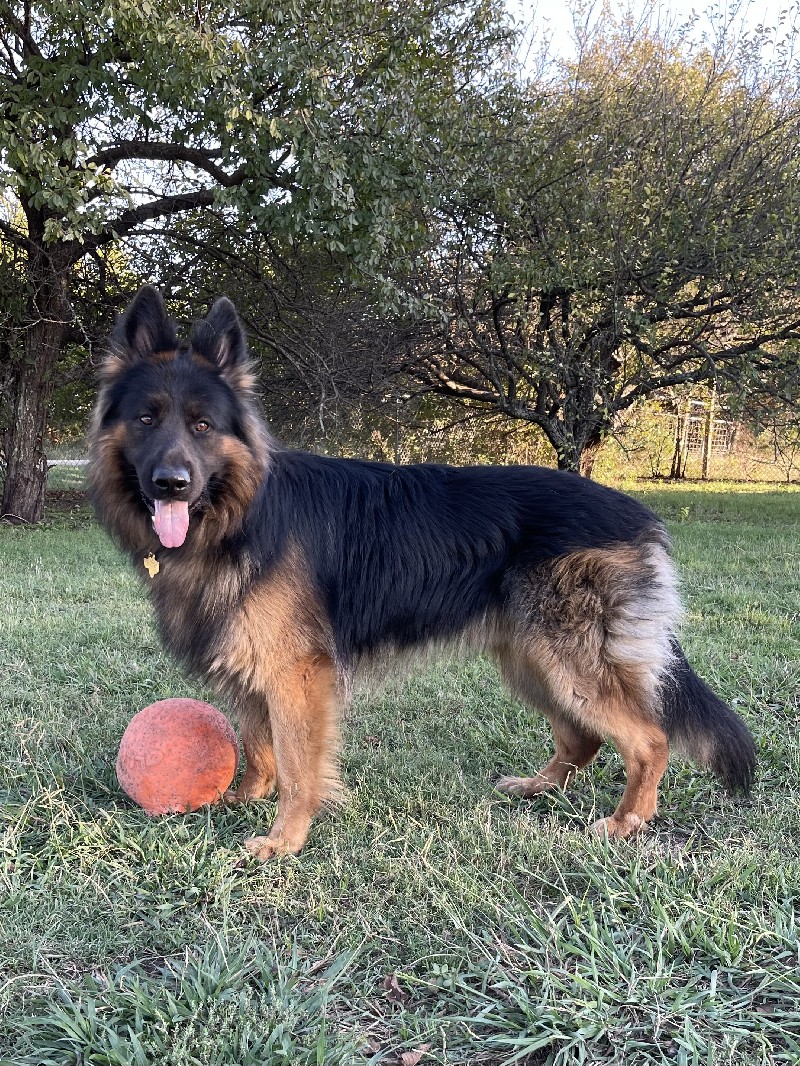 Chase vom Nevadahaus | German Shepherd Stud