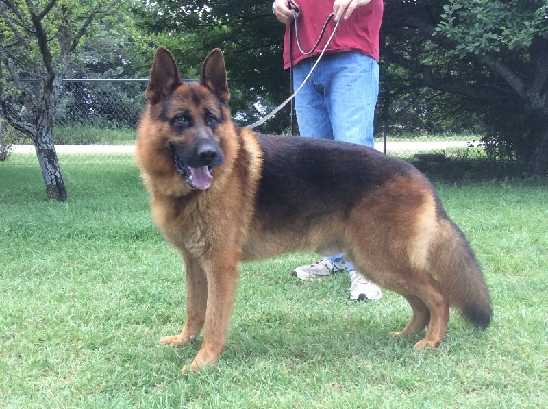 V Clifford von Arlett IPO1 KKL | Imported German Shepherd Stud | Nevada Haus