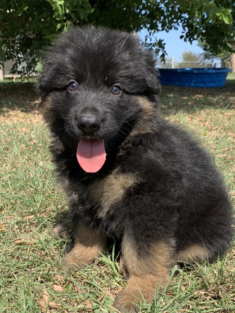 Cody vom Nevadahaus | Nevada Haus German Shepherd Puppy for Sale