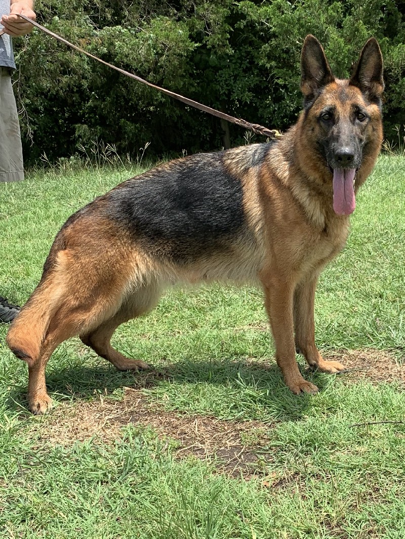 V Cuba von der Piste Trophe IPO1 KKL | Imported German Shepherd Breeding Female | Nevada Haus