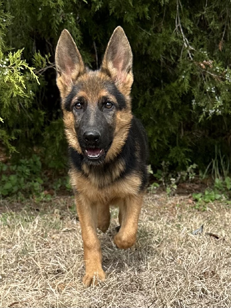 Daisy vom Nevadahaus | Nevada Haus German Shepherd Puppies