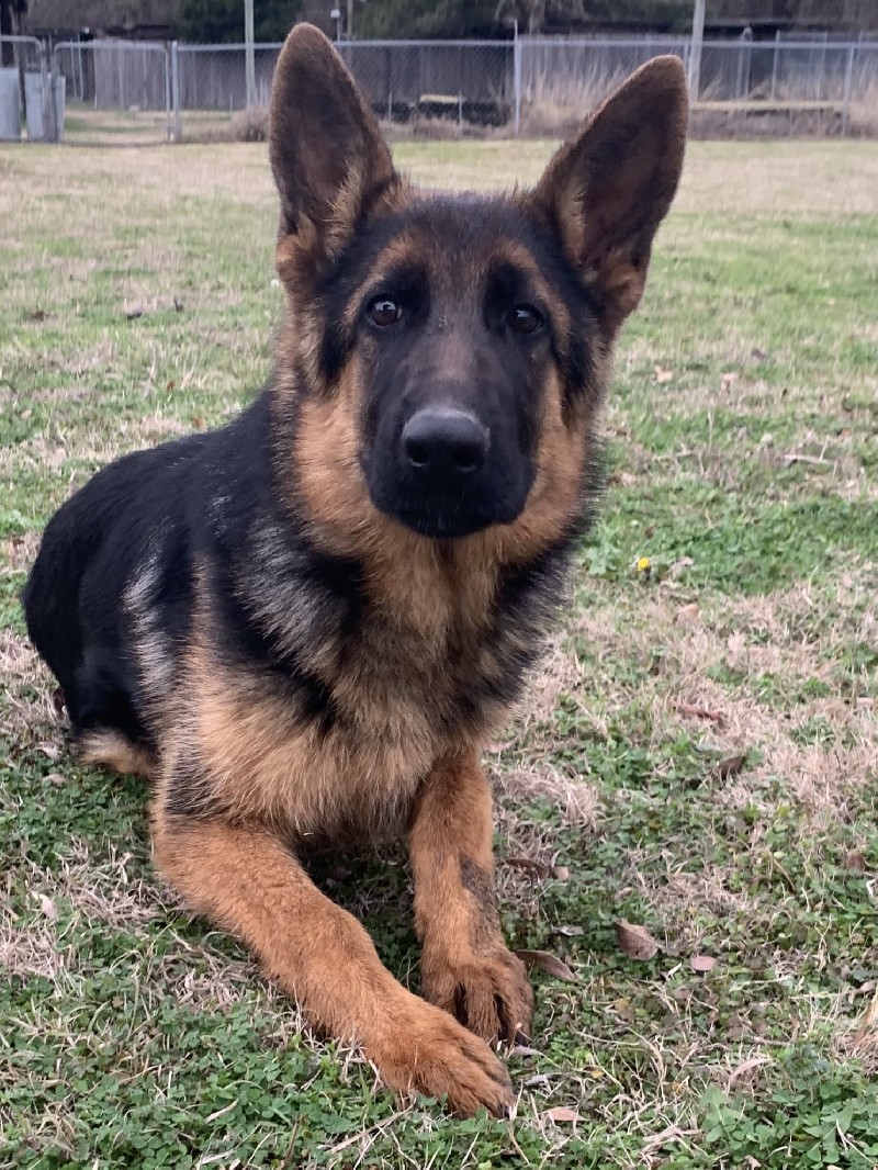 Duncan vom Nevadahaus | Nevada Haus German Shepherd Puppies