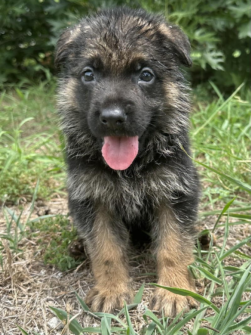 Dusty vom Nevadahaus | Nevada Haus German Shepherd Puppies