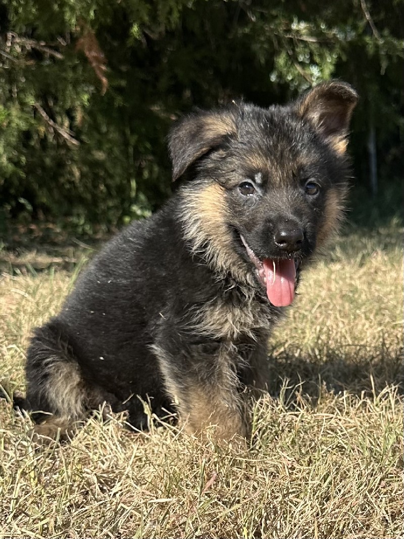 Eddie vom Nevadahaus | Nevada Haus German Shepherd Puppies