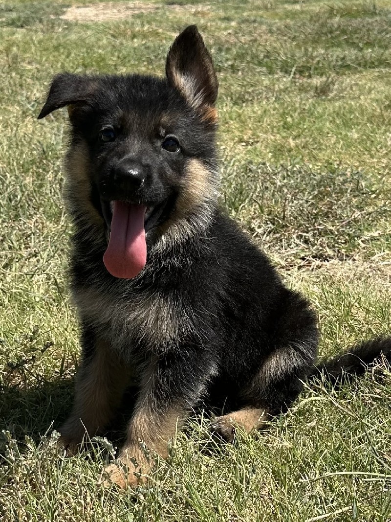 Ellie vom Nevadahaus | Nevada Haus German Shepherd Puppies