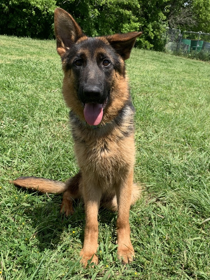 Emmett vom Nevadahaus | Nevada Haus German Shepherd Puppies