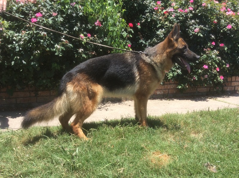 SG Emy von der Schmietranke | German Shepherd Breeding Females | Nevada Haus