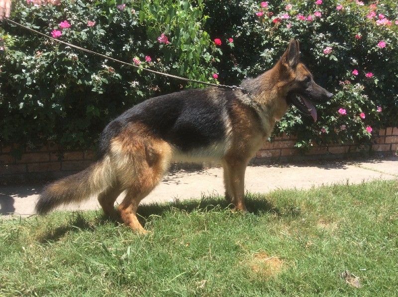 SG Emy von der Schmietranke | German Shepherd Breeding Females | Nevada Haus