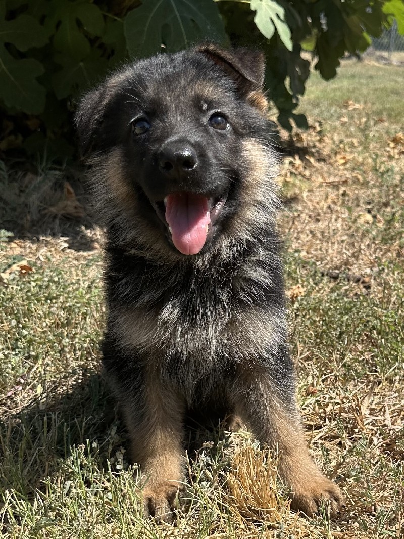 Esprit vom Nevadahaus | Nevada Haus German Shepherd Puppies