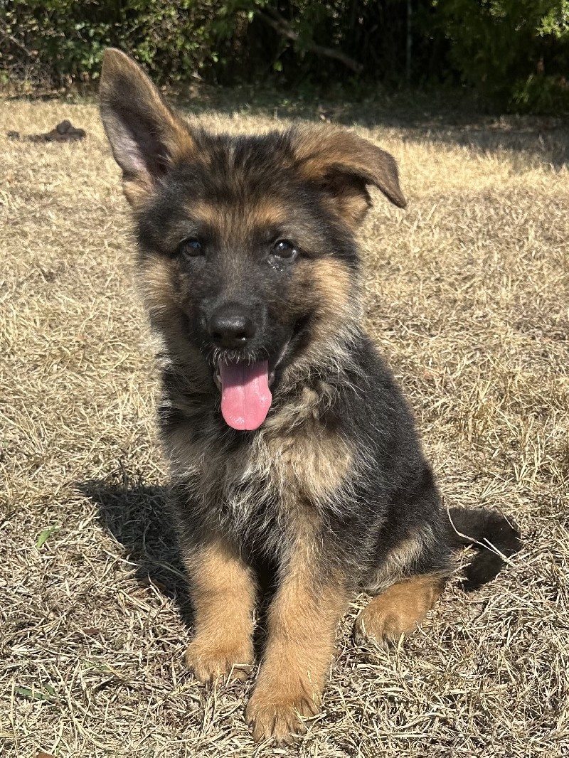 Falco vom Nevadahaus | Nevada Haus German Shepherd Puppies