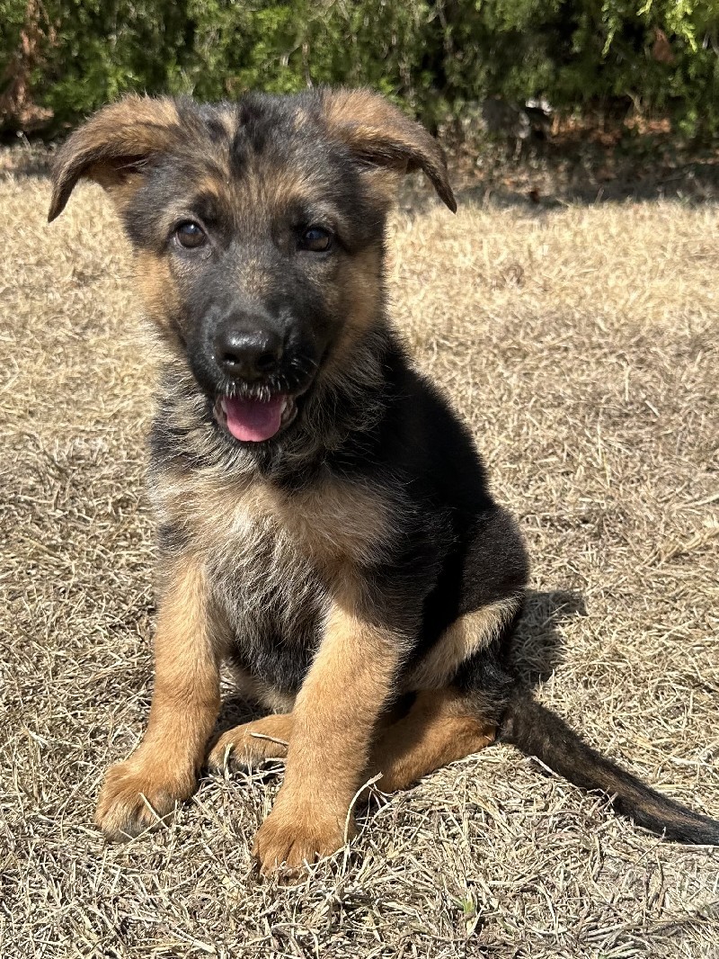 Flora vom Nevadahaus | Nevada Haus German Shepherd Puppies