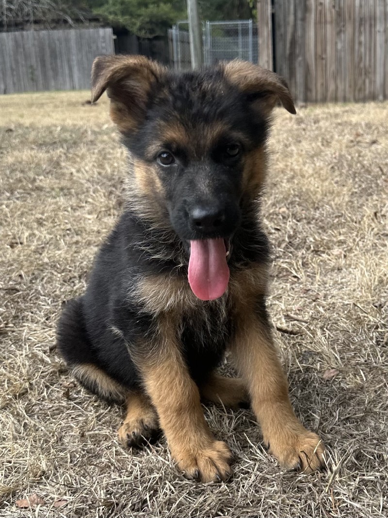 Forest vom Nevadahaus | Nevada Haus German Shepherd Puppies