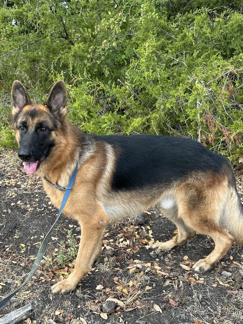 Frankie vom Nevadahaus | Nevada Haus German Shepherds