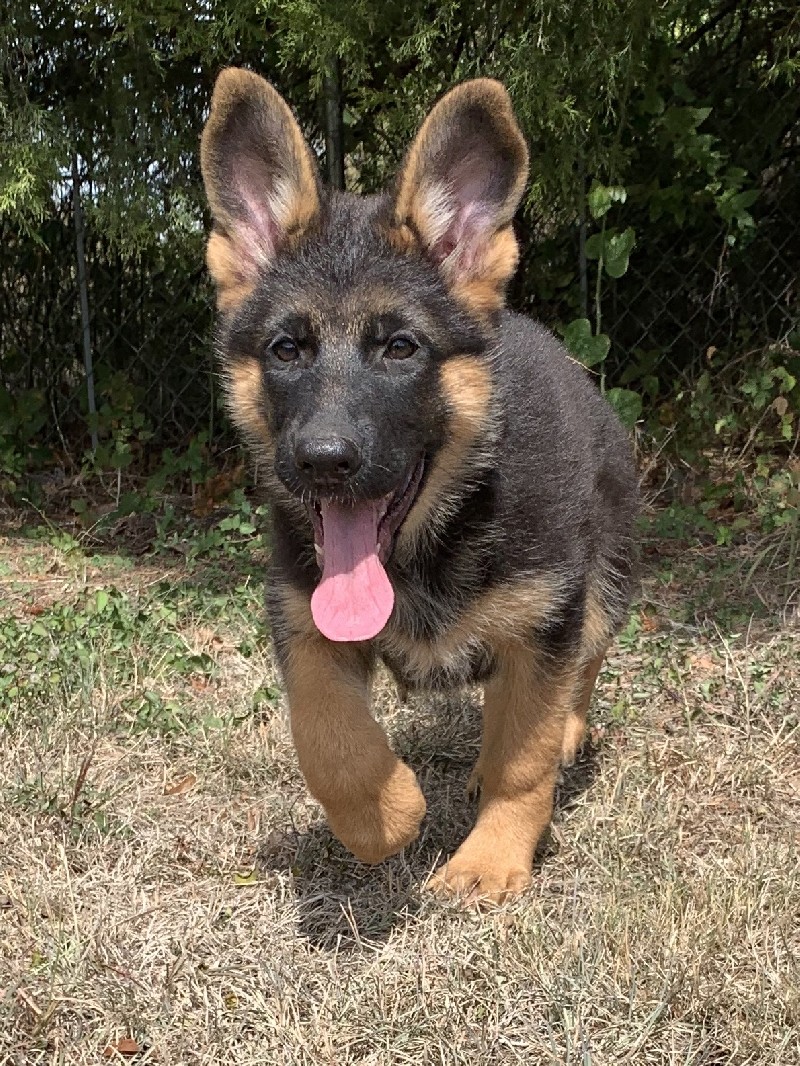 Frankie vom Nevadahaus | Nevada Haus German Shepherd Puppies