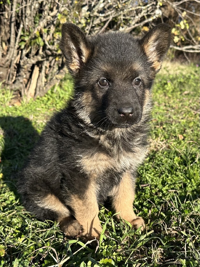 Gambler vom Nevadahaus | Nevada Haus German Shepherd Puppies