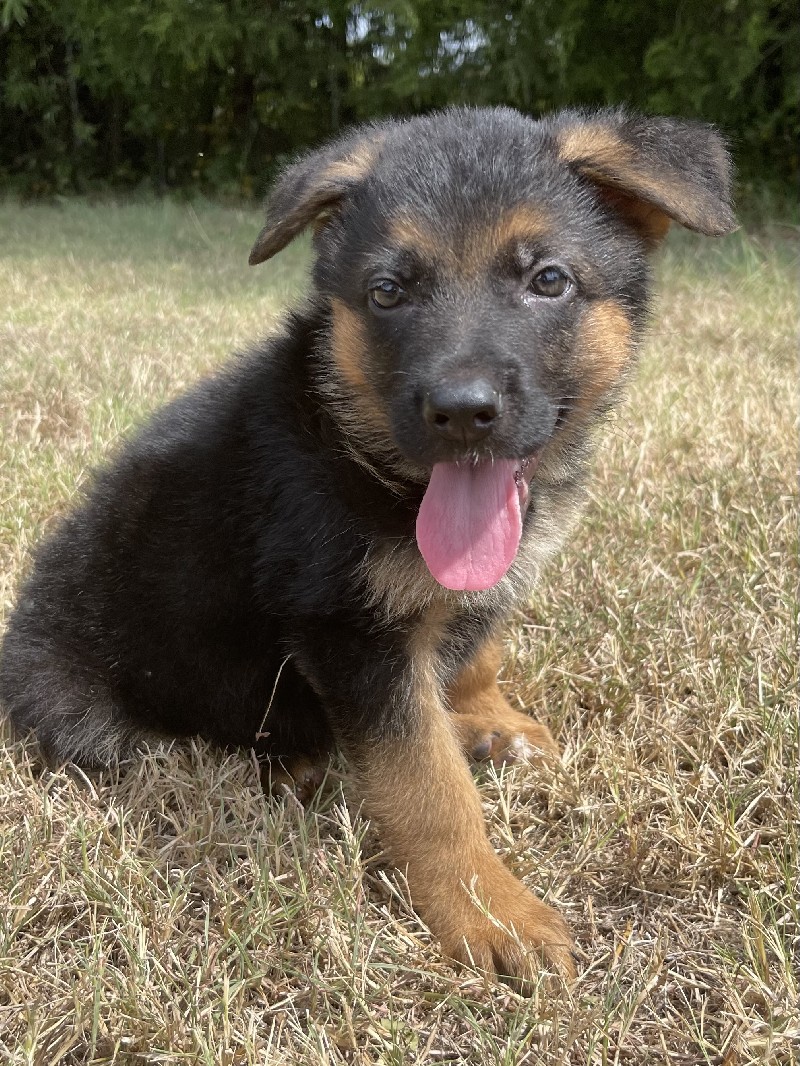 Gatsby vom Nevadahaus | Nevada Haus German Shepherd Puppy