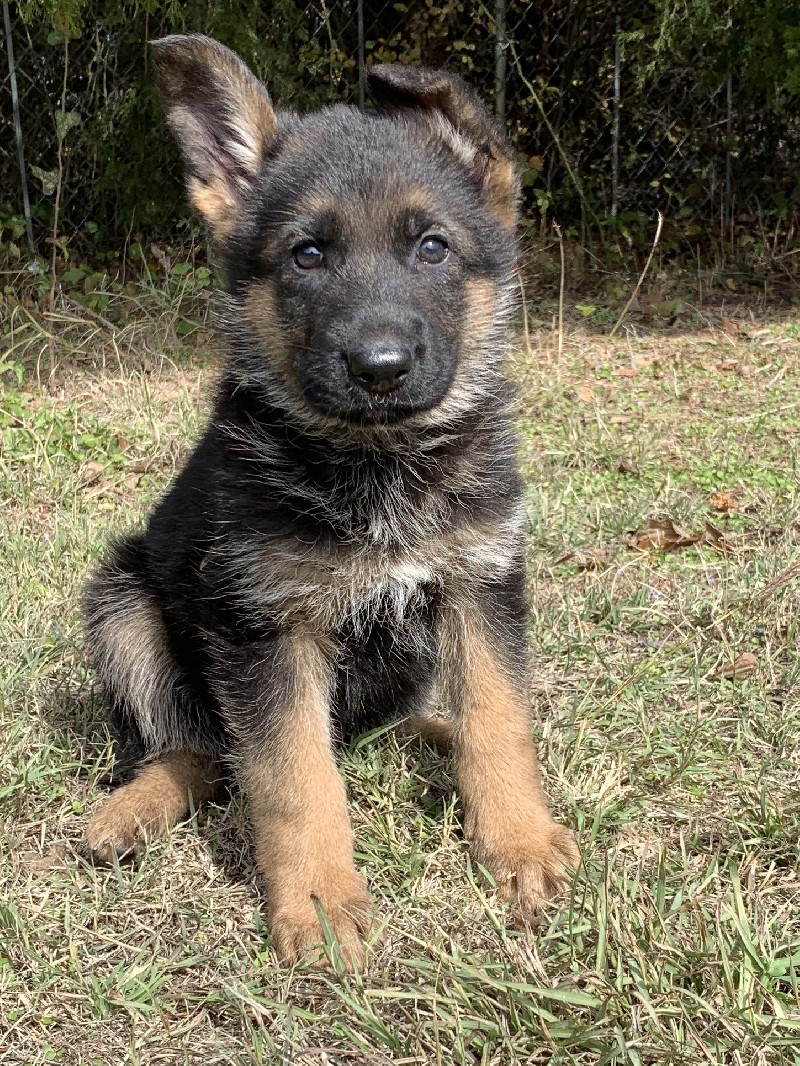 Gavin vom Nevadahaus | Nevada Haus German Shepherd Puppies