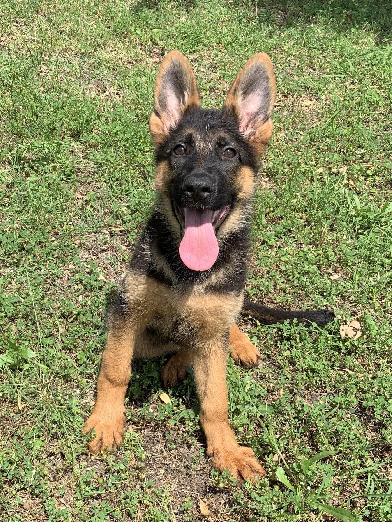 Britt vom Nevadahaus | Nevada Haus German Shepherd Puppies