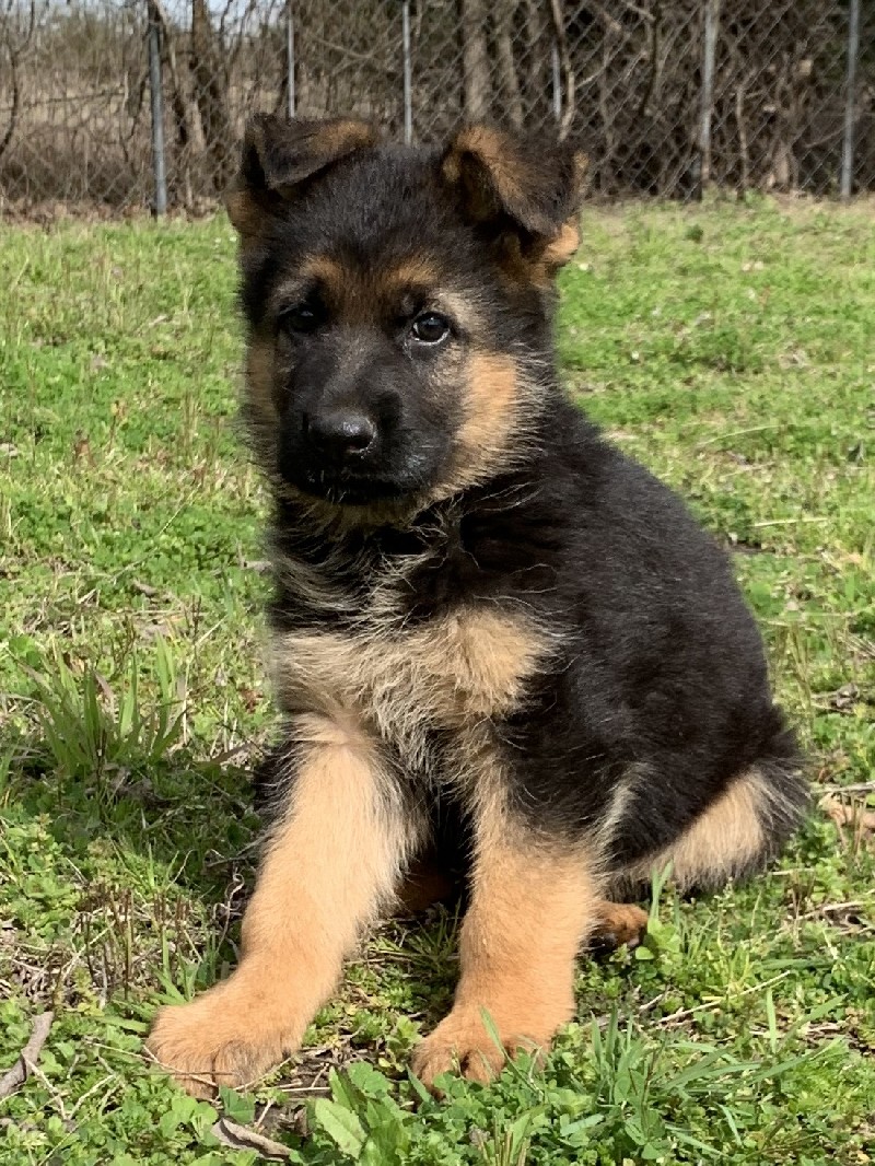 Yale vom Nevadahaus - Breeders Choice