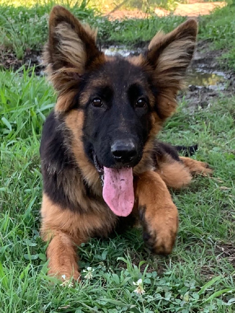Zayda vom Nevadahaus | German Shepherd Puppy for Sale