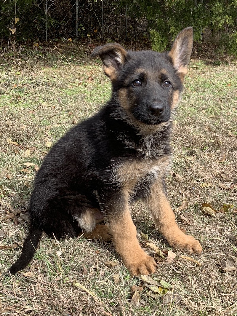 Griffin vom Nevadahaus | Nevada Haus German Shepherd Puppies