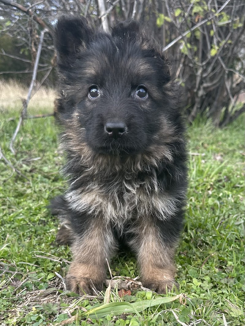 Gritty vom Nevadahaus | Nevada Haus German Shepherd Puppies