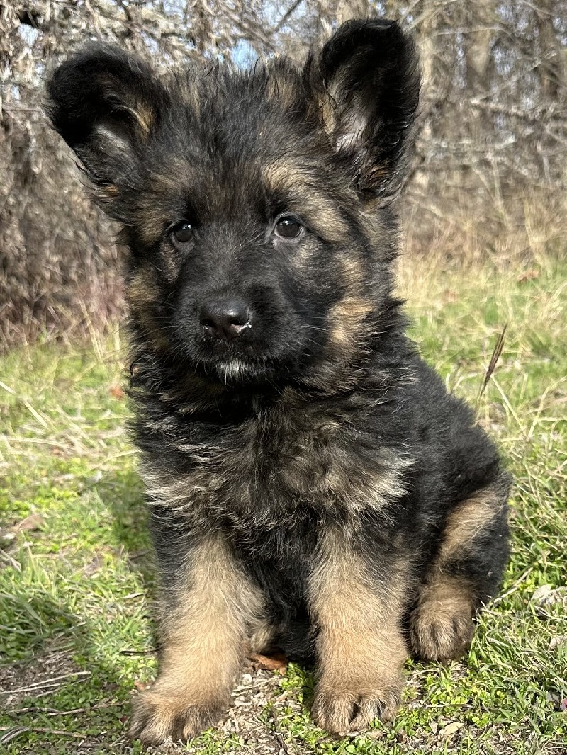 Grizzly vom Nevadahaus | Nevada Haus German Shepherd Puppies