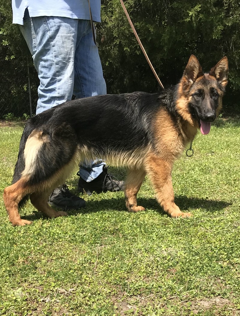 Haley vom Nevadahaus | German Shepherd Breeding Females | Nevada Haus