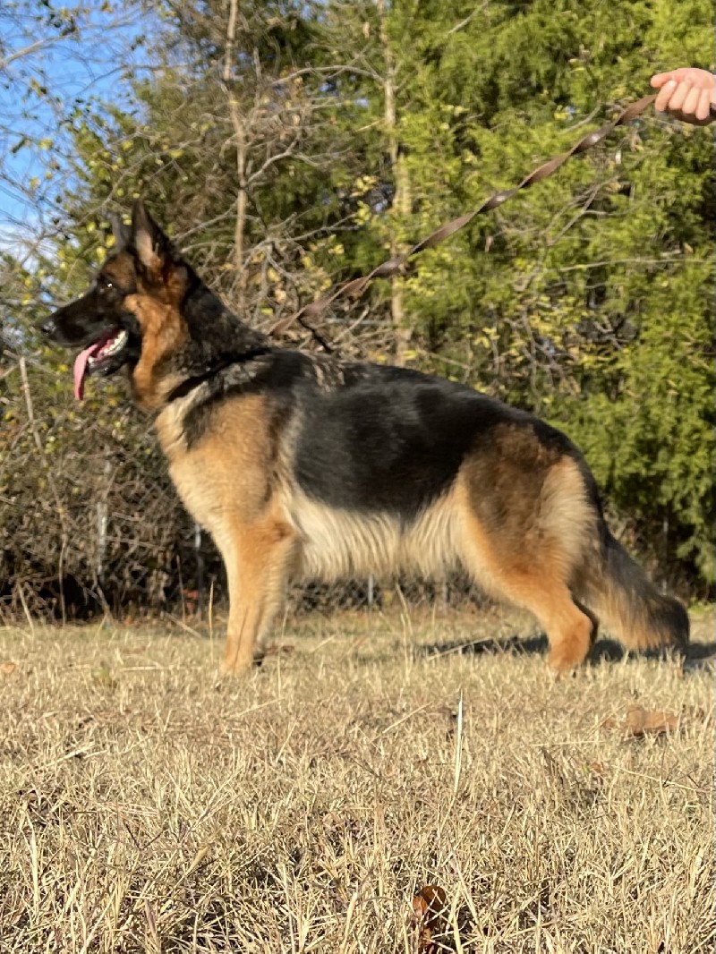 Heather vom Nevadahaus | German Shepherd Breeding Females | Nevada Haus